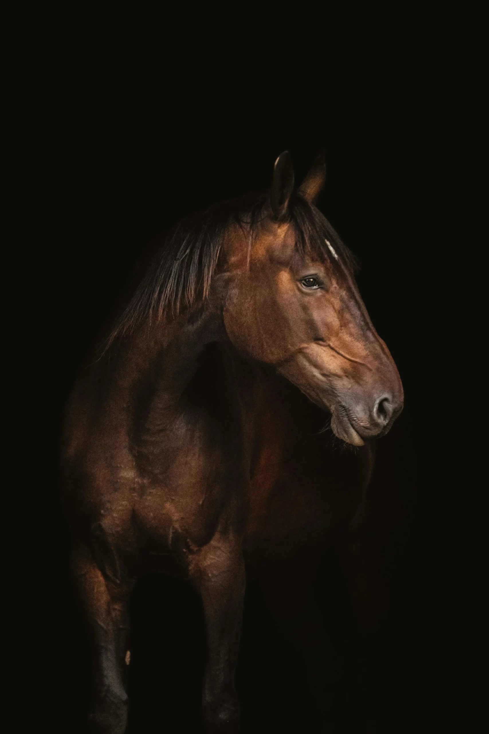 cheval