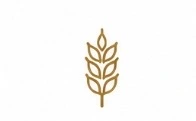 épi de blé