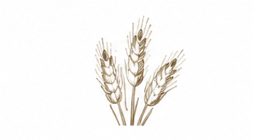 dessin épi de blé 