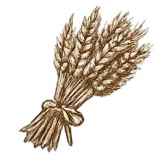 bouquet d'épis de blés