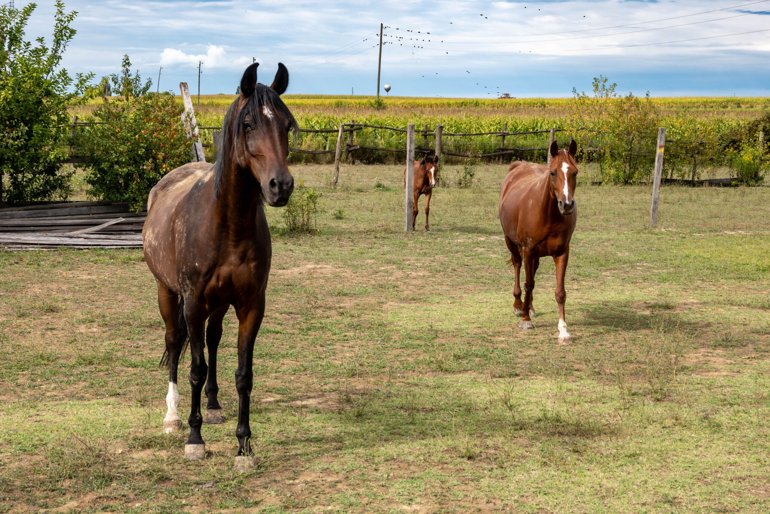 chevaux dans un près